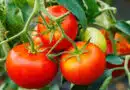 Nutritional Value and Benefits of Tomato