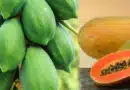 The Health Benefits of Papaya